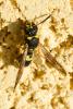 Ancistrocerus sp.